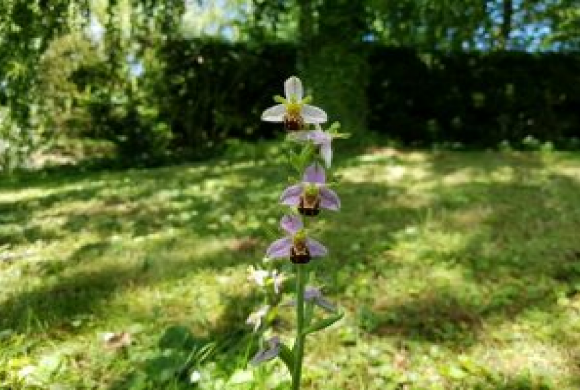 An A to Z of Norfolk Wildlife: O is for Orchids An A to Z of Norfolk Wildlife: O is for Orchids