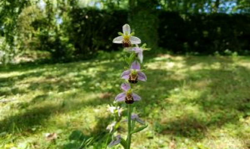 An A to Z of Norfolk Wildlife: O is for Orchids