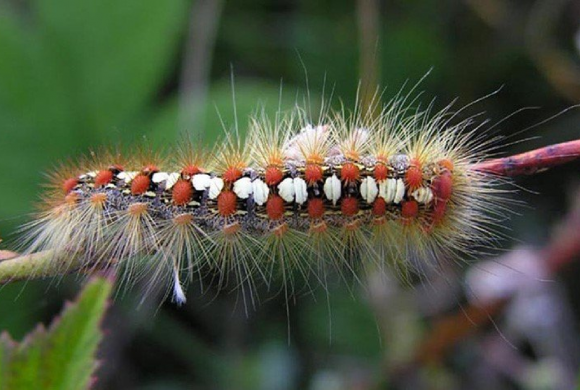 An A to Z of Norfolk Wildlife: C is for Caterpillars An A to Z of Norfolk Wildlife: C is for Caterpillars