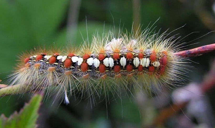 An A to Z of Norfolk Wildlife: C is for Caterpillars